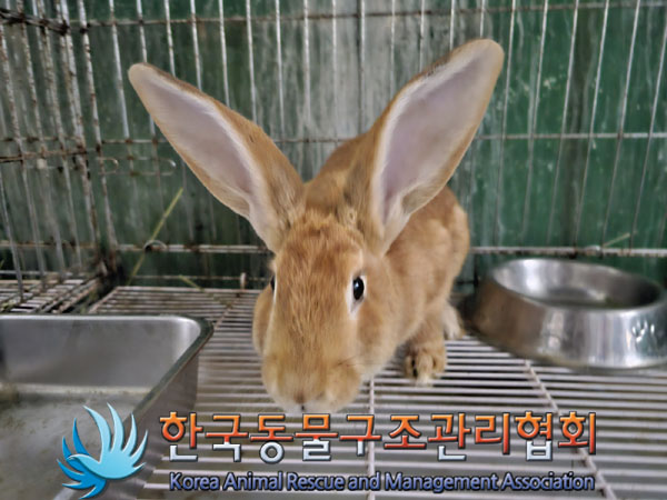 한국동물구조관리협회_411318202300238